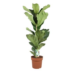 Plant in a Box - Ficus Lyrata - Zimmerpflanze - Geigenfeige - Topf 21cm - Höhe 70-90cm