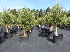 Olivenbaum 180-230 cm, 50 Jahre alt, Stammumfang 30-50 cm winterharte Olive, Olea europaea