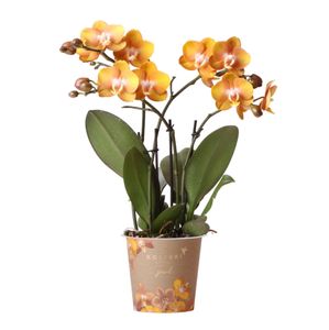 Kolibri Orchids | Oranje Gouden Phalaenopsis Orchidee - Jewel Las Vegas - Potmaat Ø12Cm | Bloeiende Kamerplant - Vers Van De Kweker