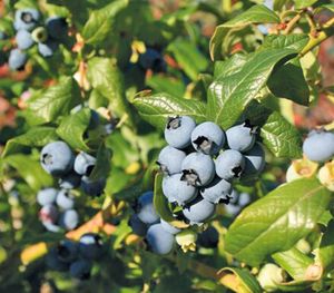 Dehner Heidelbeere Hortblue Petite®, süsse blaue Früchte, ca. 50-60 cm, 3 l Topf, Beerenstrauch