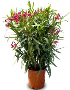 Slnečný strom - Rastlina - Oleander- Nerium Oleander - Výška 100-120 cm - Farba červená - Rastlina
