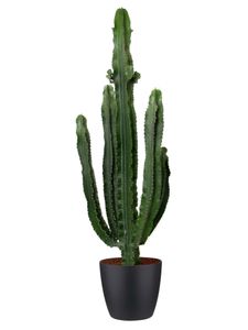 Kaktus von Botanicly – Wolfsmilch Kaktus in schwarzem Übertopf als Set – Höhe: 110 cm – Euphorbia Eritrea
