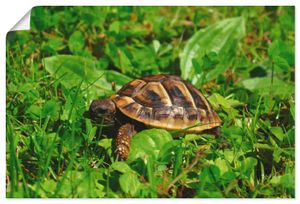 Kattobello: Griechische Landschildkröten Baby, Produkt:Poster, Größe (HxB):40x60 cm / Poster