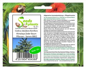 10x Cedrus deodara Konifere Himalaya Zeder Baum Pflanzen - Samen B862