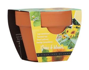 Anzuchtset Sonnenblume | Anzuchtsets von Buzzy Gifts