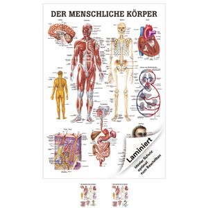 Gesäss, Hüfte u. Beckenmuskulatur Mini-Poster Anatomie 34x24 cm med.  Lehrmittel