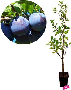 Prunus domestica 'Valor' Pflaumenbaum, 5L Topf