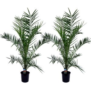 Plant in a Box - Phoenix Canariensis - 2er Set - Kanarische Dattelpalme Winterhart fur draußen - XL - Topf 19cm - Höhe 80-100cm