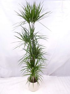 [Palmenlager] - XL Dracaena marginata 170 cm / 4er(!) Tuff // Drachenbaum