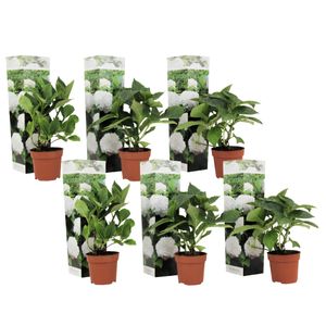 Hydrangea hortensie macrophylla - Weiß - 6er Set - ⌀9cm - Höhe 25-40cm