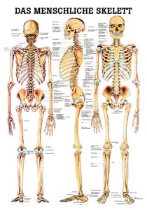 Anatomie Skelette günstig online kaufen