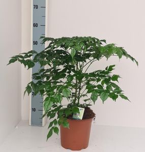 Grünpflanze – Zimmeresche (Radermachera sinica) – Höhe: 60 cm – von Botanicly