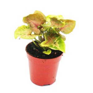 Mini-Pflanze - Syngonium - Purpurtute - Ideal für kleine Schalen und Gläser - Baby-Plant im 5,5cm Topf
