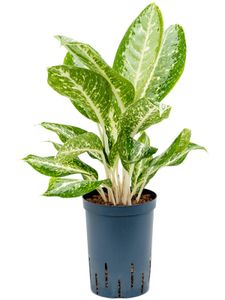 Grünpflanze – Kolbenfaden (Aglaonema Milky Way) – Höhe: 50 cm – von Botanicly