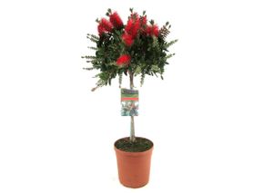 Plant in a Box - Callistemon citrinus 'Splendens' - Topf 21cm - Höhe 90-110cm