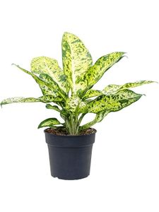 Grünpflanze – Dieffenbachie (Dieffenbachia Seguine Banana) – Höhe: 90 cm – von Botanicly