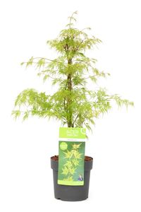 Plant in a Box - Acer palmatum 'Emerald Lace' - Japanischer Ahorn Winterhart - Topf 19cm - Höhe 60-70cm
