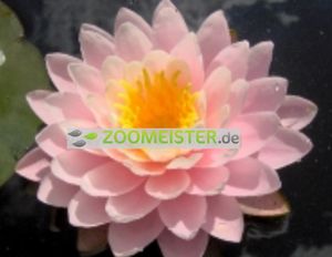 Seerose Ray Davies winterhart karminrosa - Rhizom, Teichpflanze