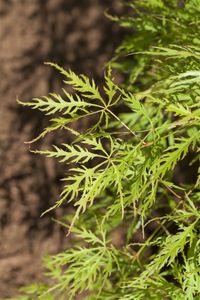 Acer palmatum 'Dissectum Viridis' 30-40 cm Fächerahorn Zierpflanze Robust