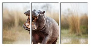 Angreifendes gefährliches Nilpferd, XXL Leinwandbild in Übergröße 240x120cm Gesamtmaß 3 teilig / Wandbild / Kunstdruck