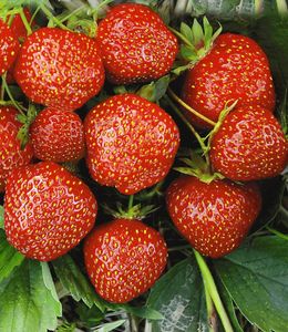BALDUR-Garten Erdbeere Hummi®´s 'Sengana Selektion', 6 Pflanzen Fragaria, selbstfruchtend, winterhart, extra lange & starke Ranken, Fragaria x ananassa