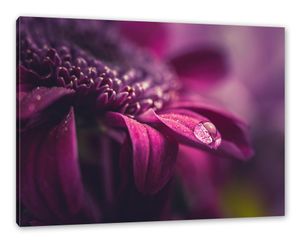 Nahaufnahme Tropfen auf lila Blume als Leinwandbild / Größe: 120x80 cm / Wandbild / Kunstdruck / fertig bespannt