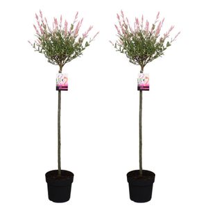 Plant in a Box - Salix 'Flamingo' - 2er Set - Salix-Stämmchen - Rosa Weide - Gartenpflanze - Winterhart - Topf 19cm - Höhe 90-110cm