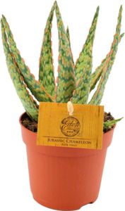 Trendyplants special - Aloe hybrid - izbová rastlina - výška 10-20 cm - veľkosť kvetináča Ø10,5cm