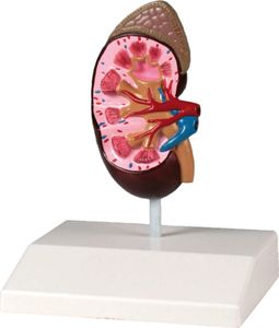 Erler-Zimmer ledvinový model přirozené velikosti
