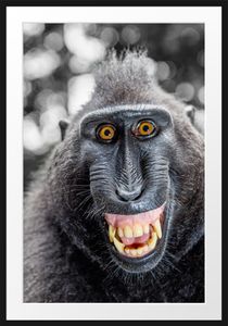 Lustiger Affe lacht mit offenem Maul B&W DetailBilderrahmen mit Galerie-Passepartout / Format: 100x70cm / gerahmt / hochwertige Leinwandbild Alternative