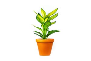 Gardners Dieffenbachia Camilla, priemer 12 cm