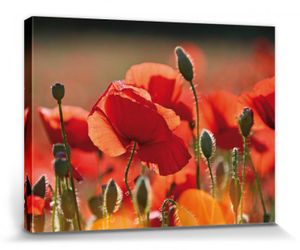 Mohnblumen Poster Leinwandbild Auf Keilrahmen - Rote Mohnblumen, Blüten Und Knospen (60 x 80 cm)