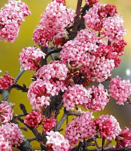 BALDUR-Garten Duft-Schneeball "Dawn", 1 Pflanze, Viburnum bodnantense Winterschneeball, winterhart, mehrjährig, pflegeleicht, blühend, Vanillie Duft, anspruchslose Pflanze