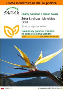 SAFLAX - Garden in the bag - Żółta Strelitzia - Mandelas Gold - 4 Nasiona - Z podłożem uprawowym w praktycznej, samorozkładającej się torbie - Strelitzia reginae Yellow