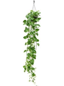 Epipremnum Aureum - Efeutute Ampel 100 cm+ lange Ranken Rankpflanze Pflegeleicht Hängepflanze  Zimmerpflanze