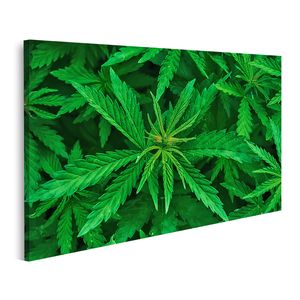 Bild auf Leinwand Cannabis Marihuana Blatt Closeup Hintergrund Natur Hintergrund Low Key  Wandbild Leinwandbild Wand Bilder Poster 100x57cm 1-teilig