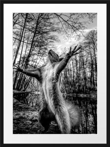 Lustiges Eichhörnchen steht im Wald, MonochromeBilderrahmen mit Galerie-Passepartout / Format: 80x60cm / gerahmt / hochwertige Leinwandbild Alternative