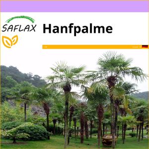 SAFLAX - Hanfpalme - 10 Samen - Chamaerops excelsa