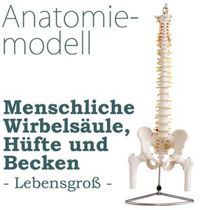MedMod Anatomie Modell Skelett Wirbelsäule mit Becken ​Lebensgroß Wirbelsaeule Menschlicher Körper Medizin Model Beckenmodell Skelettmodell Bandscheibevorfall
