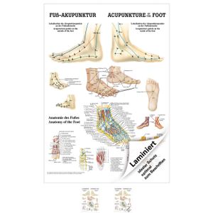 Fuß-Akupunktur Mini-Poster Anatomie 34x24 cm medizinische Lehrmittel