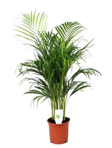 Plant in a Box - Dypsis Lutescens - Areca Goldfruchtpalme - Zimmerpflanze - Luftreinigende palme - Topf 21cm - Höhe 100-120cm