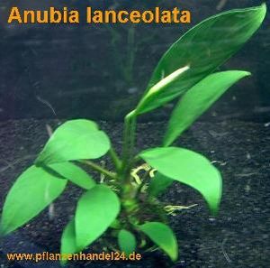 10 Töpfe Anubia Lanceolata, schwertförmige Blätter