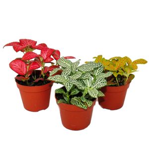 Sada 3 různých barevných rostlin Fittonia, stříbrný síťový list, mozaiková rostlina, květináč 9 cm