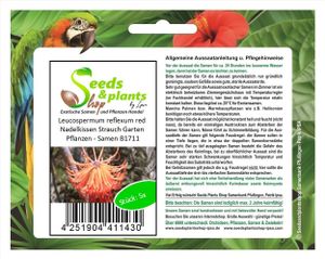 5x Leucospermum reflexum red Nadelkissen Strauch Garten Pflanzen - Samen B1711