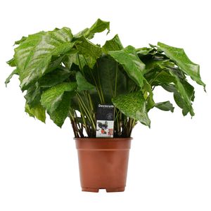Pokojová rostlina - Korbmaranta - Výška: 50 cm