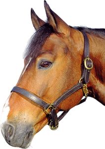 Lederhalfter Halfter aus Leder ***, Farbe:schwarz, Größe:Warmblut