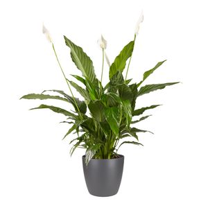 Zimmerpflanze von Botanicly – Einblatt – Höhe: 70 cm – Spathiphyllum Vivaldi