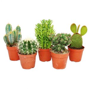 5 rôznych stredne velkých kaktusov v sade, 8,5 cm velký kvetinác, výška cca 12-18 cm