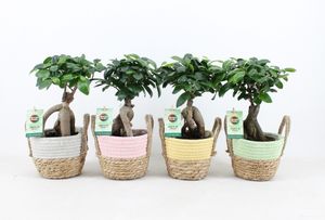 Bonsai von Botanicly – 3 × Chinesischer Feigenbaum – Höhe: 30 cm – Ficus ginseng Bonsai