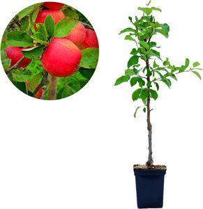 Malus domestica 'Red Spur Delicious' Zwergapfelbaum, 5 Liter Topf